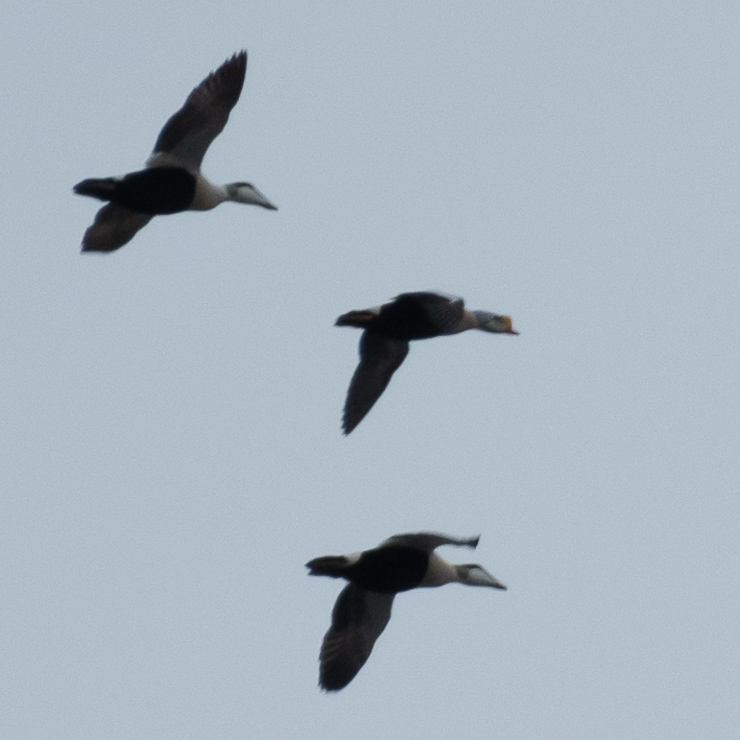 King eider
